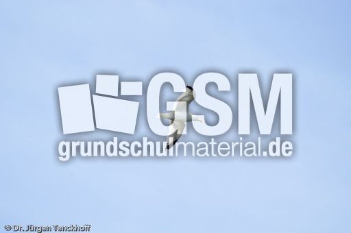 Silbermöve (5 von 5).jpg